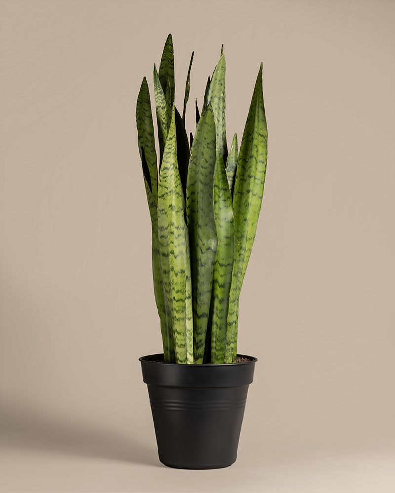 feey-variado-sansevieria-zeylanica-zimmerpflanze-gro-gr-n image 3