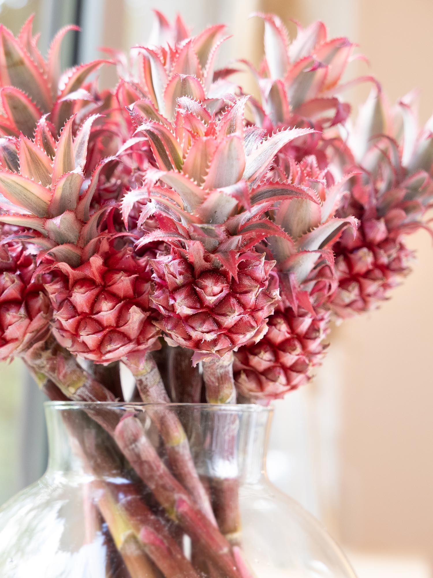 blumigo-zierananas-schnittfrucht-rot-pink-st-ck image 3