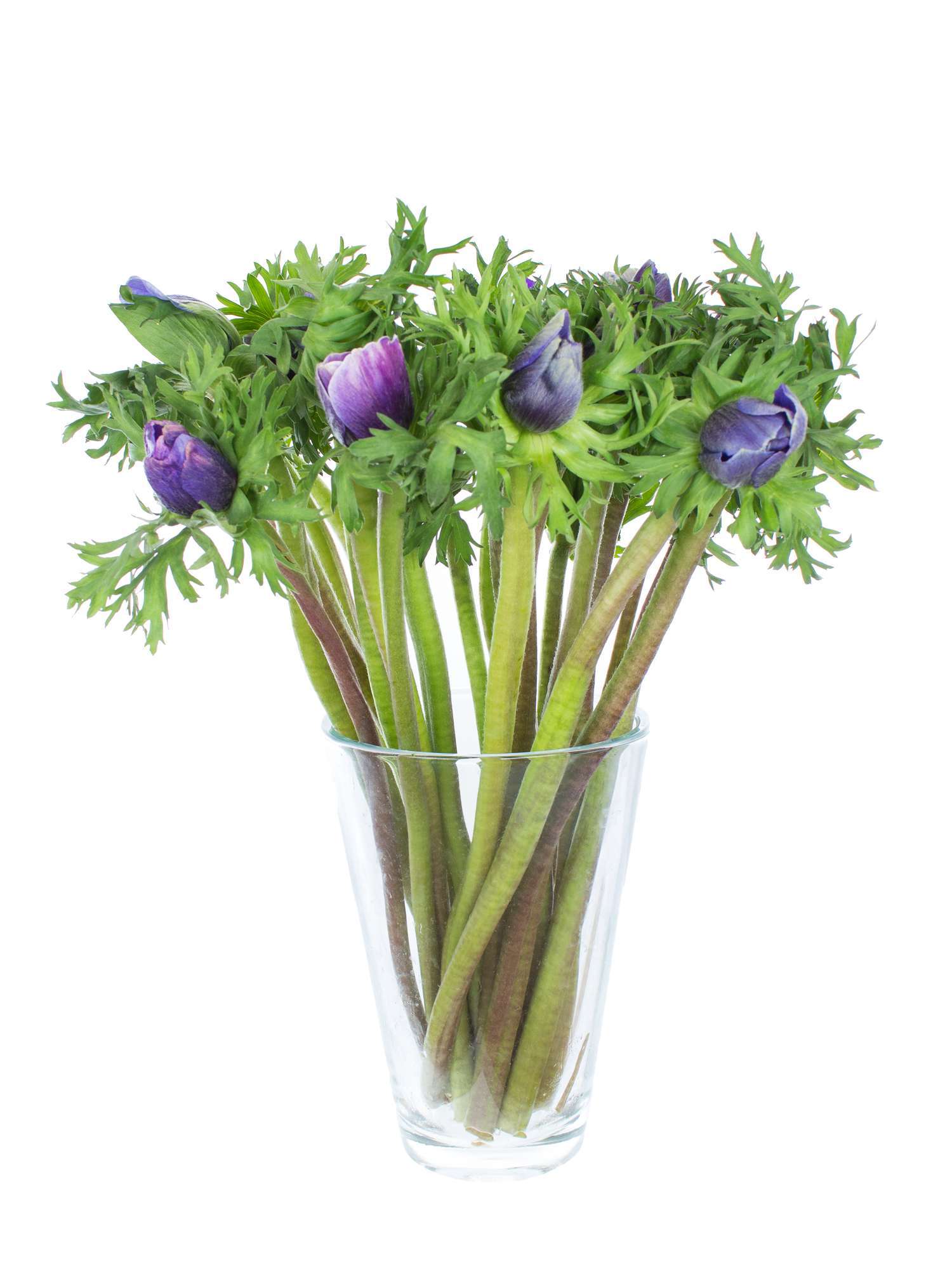 blumigo-anemonen-schnittanemone-blau image 3