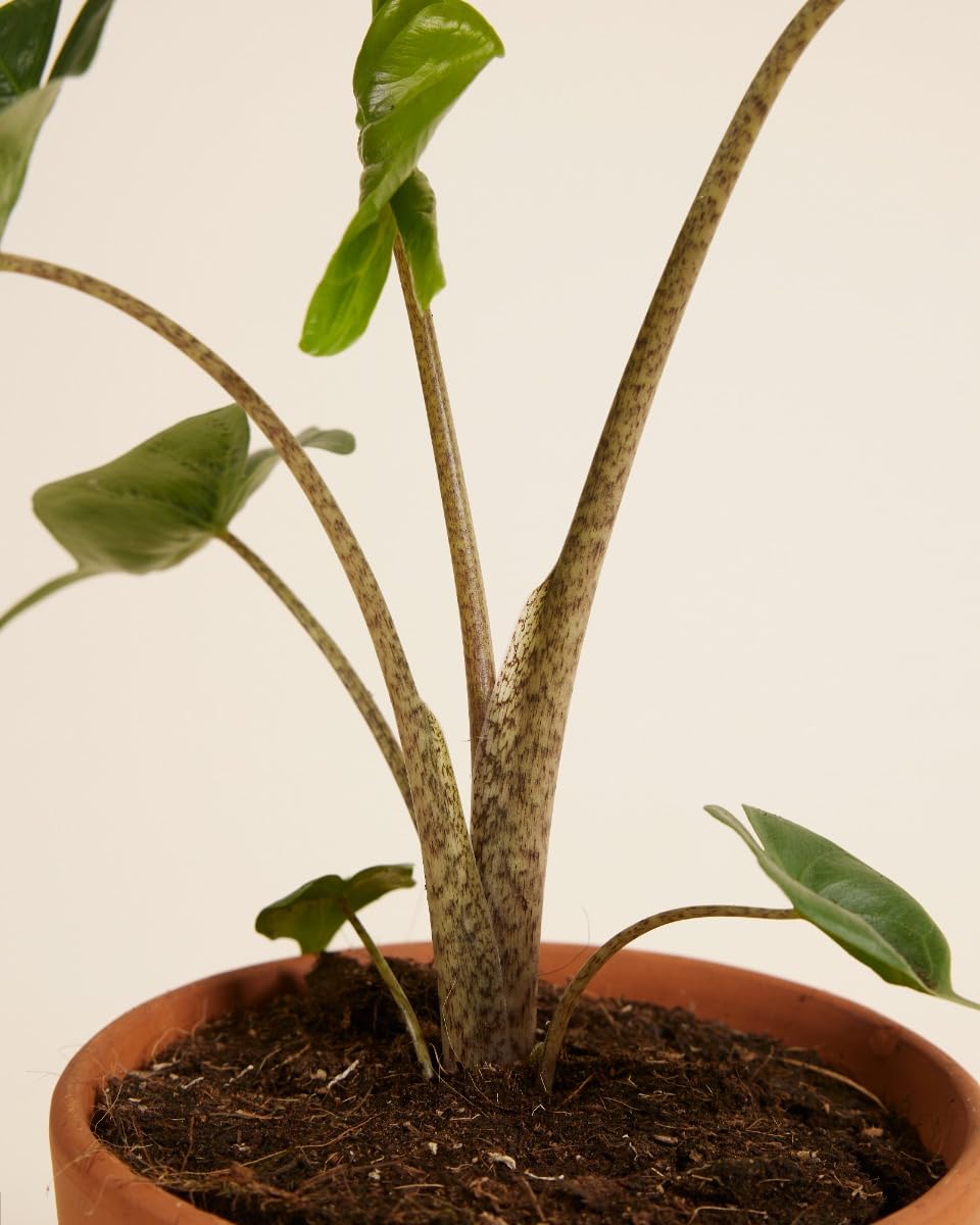 plnts-rareplnts-alocasia-stingray-zimmerpflanze-35cm image 5