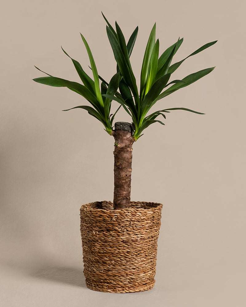 feey-variado-kleine-yucca-zimmerpflanze-ohne-bertopf image 7