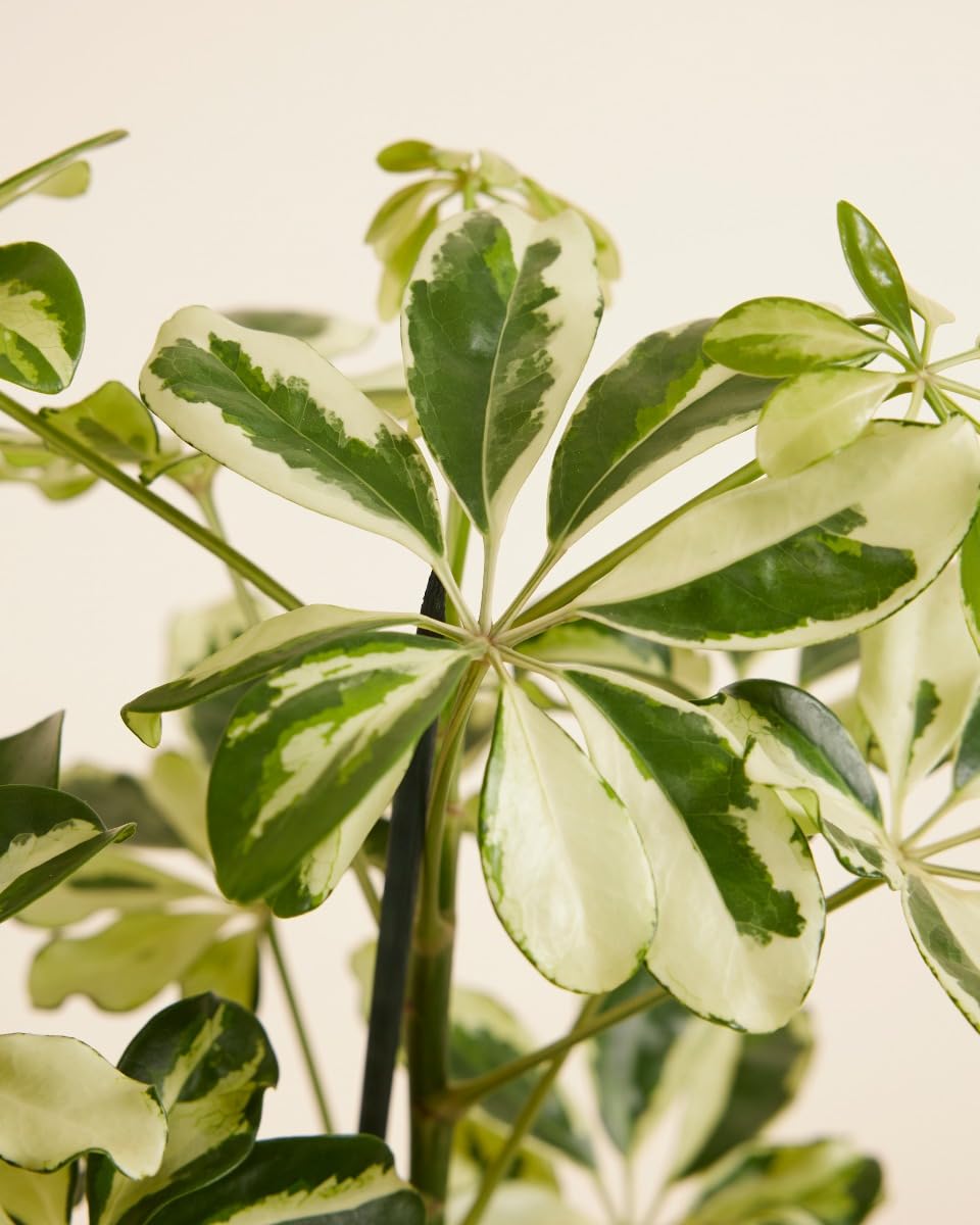 plnts-rareplnts-schefflera-charlotte-13-cm-topf-40-cm image 4