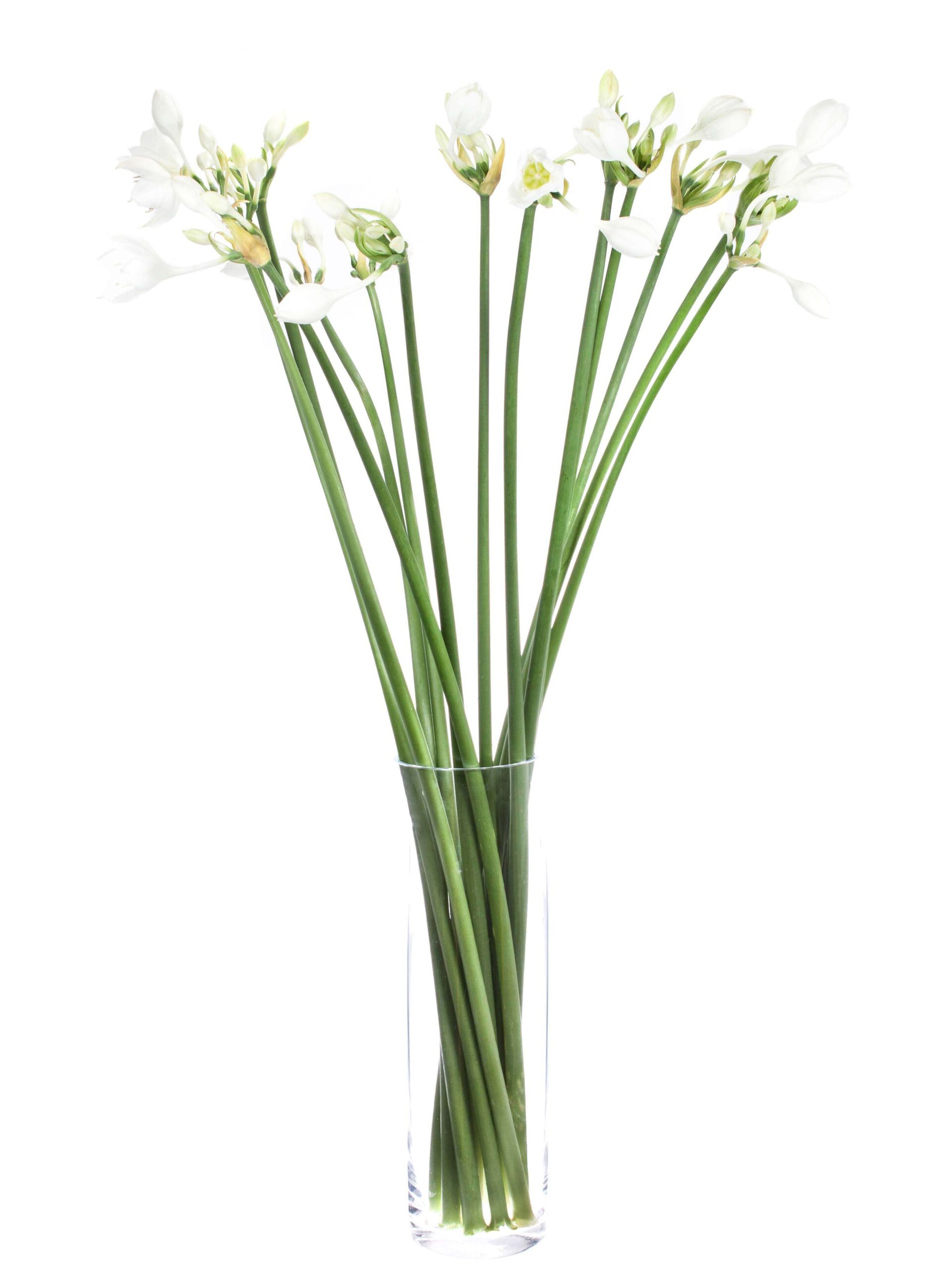 blumigo-blattwerk-eucharis-grandiflora-wei-stiel-frisch image 2