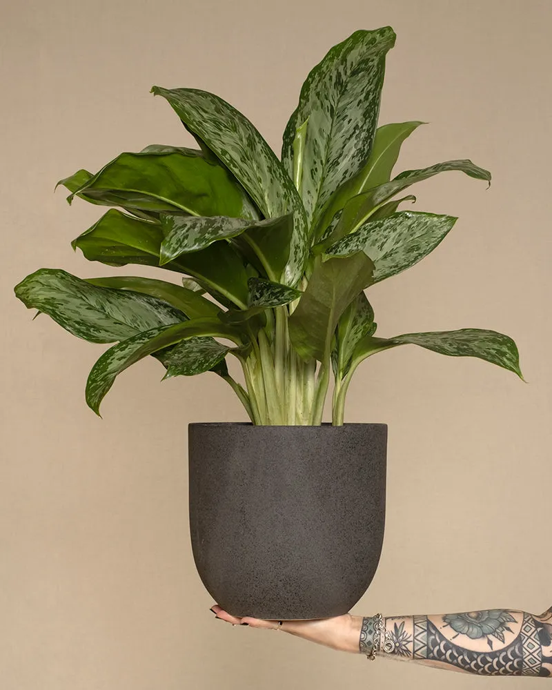 feey-variado-aglaonema-greenlight-zimmerpflanze-ohne-bertopf image 1