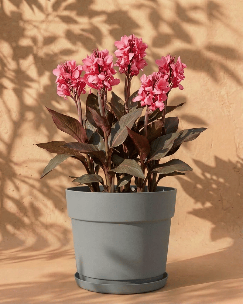 feey-amsterdam-canna-pink-knollen-3-stk-f-r-beet-und-k-bel image 7