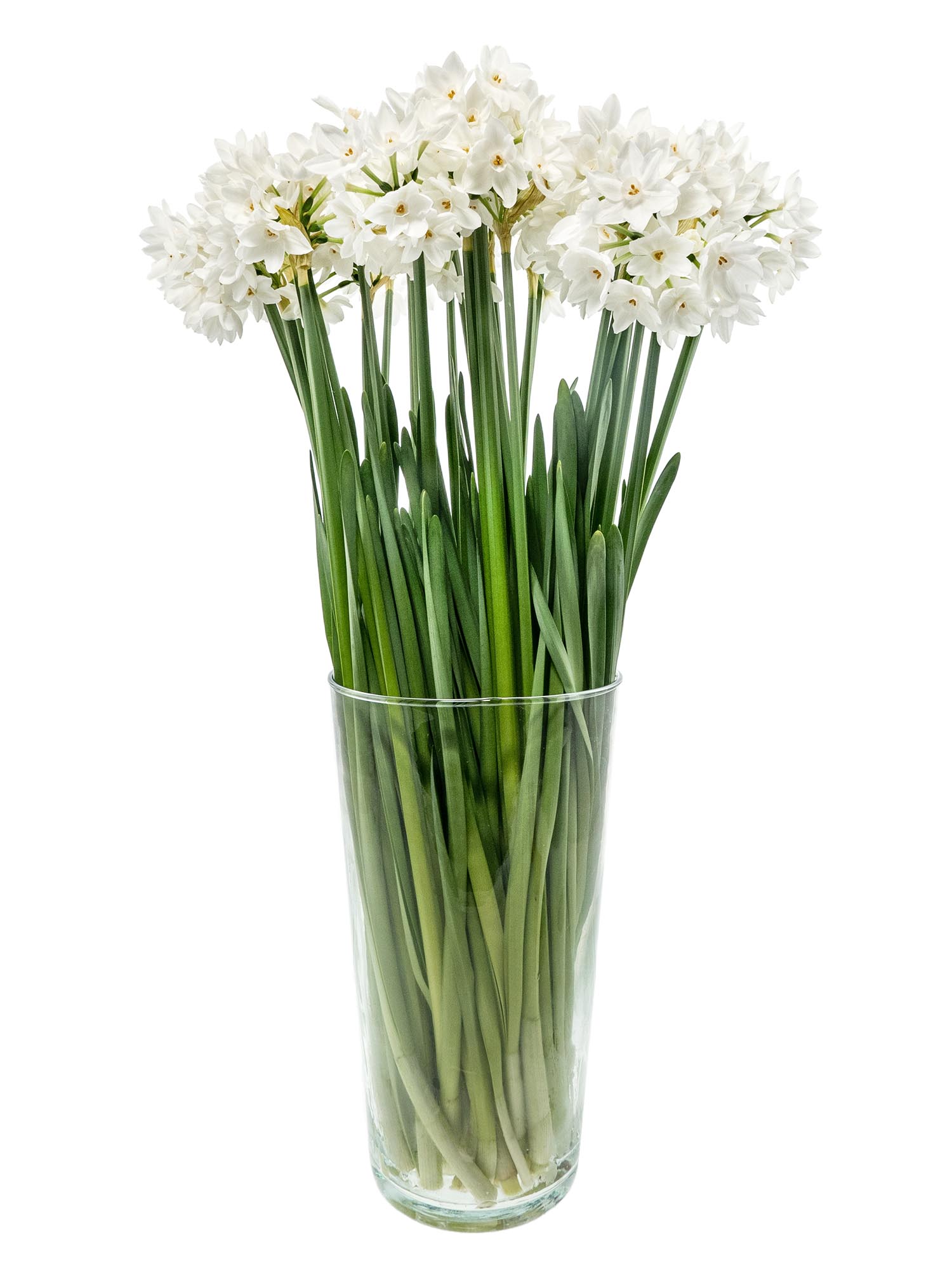 blumigo-narzissen-ziva-verzweigt-schnittblumen-wei image 3