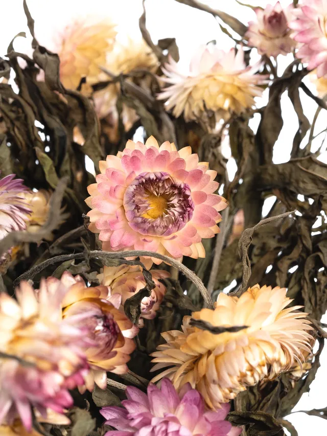 blumigo-trockenblumen-italienische-strohblume-apricot-rosa image 1