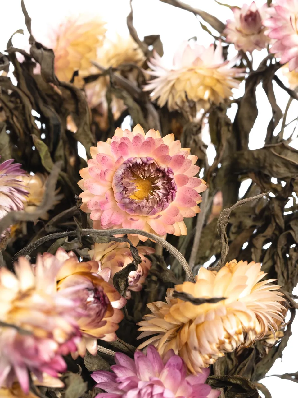 blumigo-trockenblumen-italienische-strohblume-apricot-rosa image 1