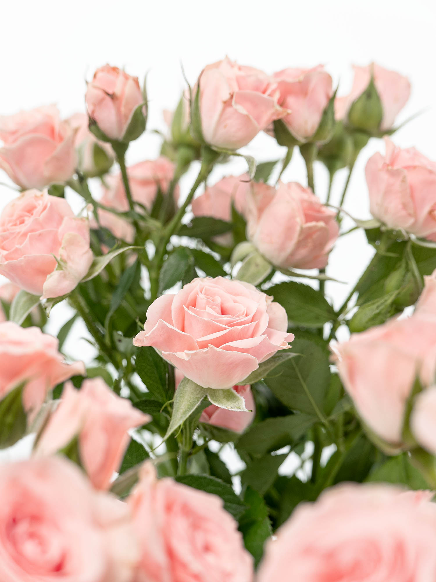 blumigo-rosen-lydia-verzweigt-rosa-bund image 1