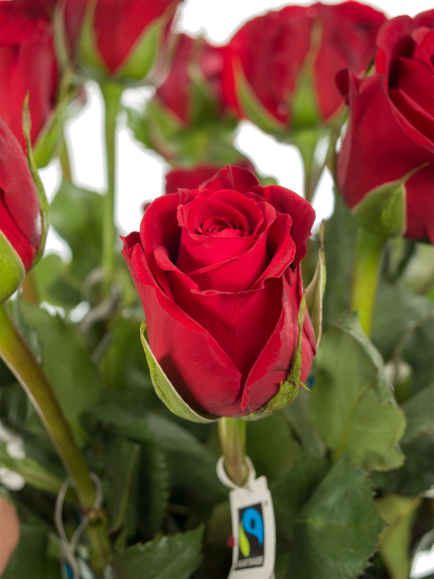 blumigo-rosen-red-paris-rosen-rot-fairtrade image 1