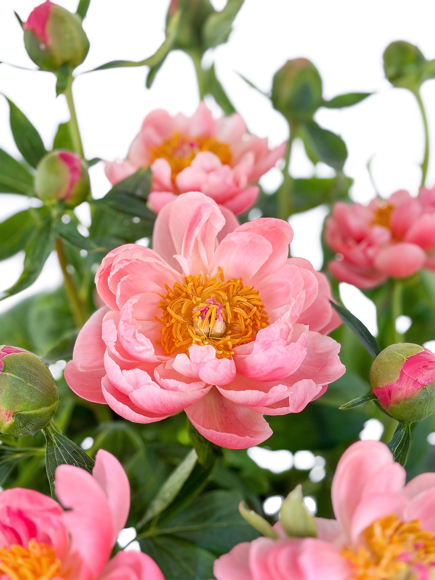 blumigo-pfingstrosen-pink-hawai-coral-schnittblume-pink-creme image 1