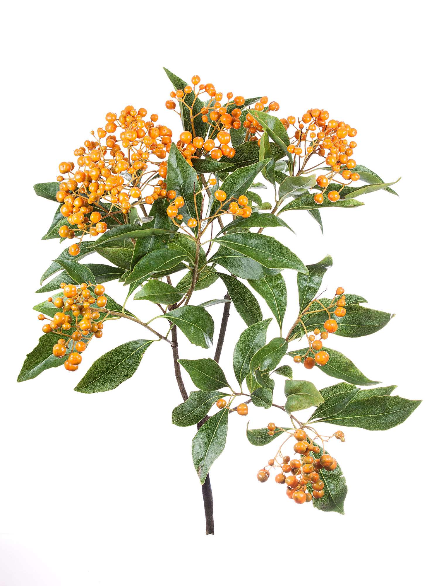 blumigo-blattwerk-pittosporum-rombifoglia-bindegr-n-orange image 3