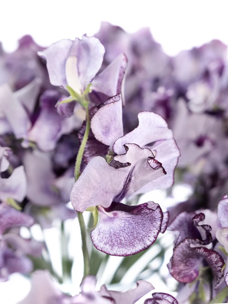 blumigo-wicken-wedding-violett-schnittblume-wei-violett image 1