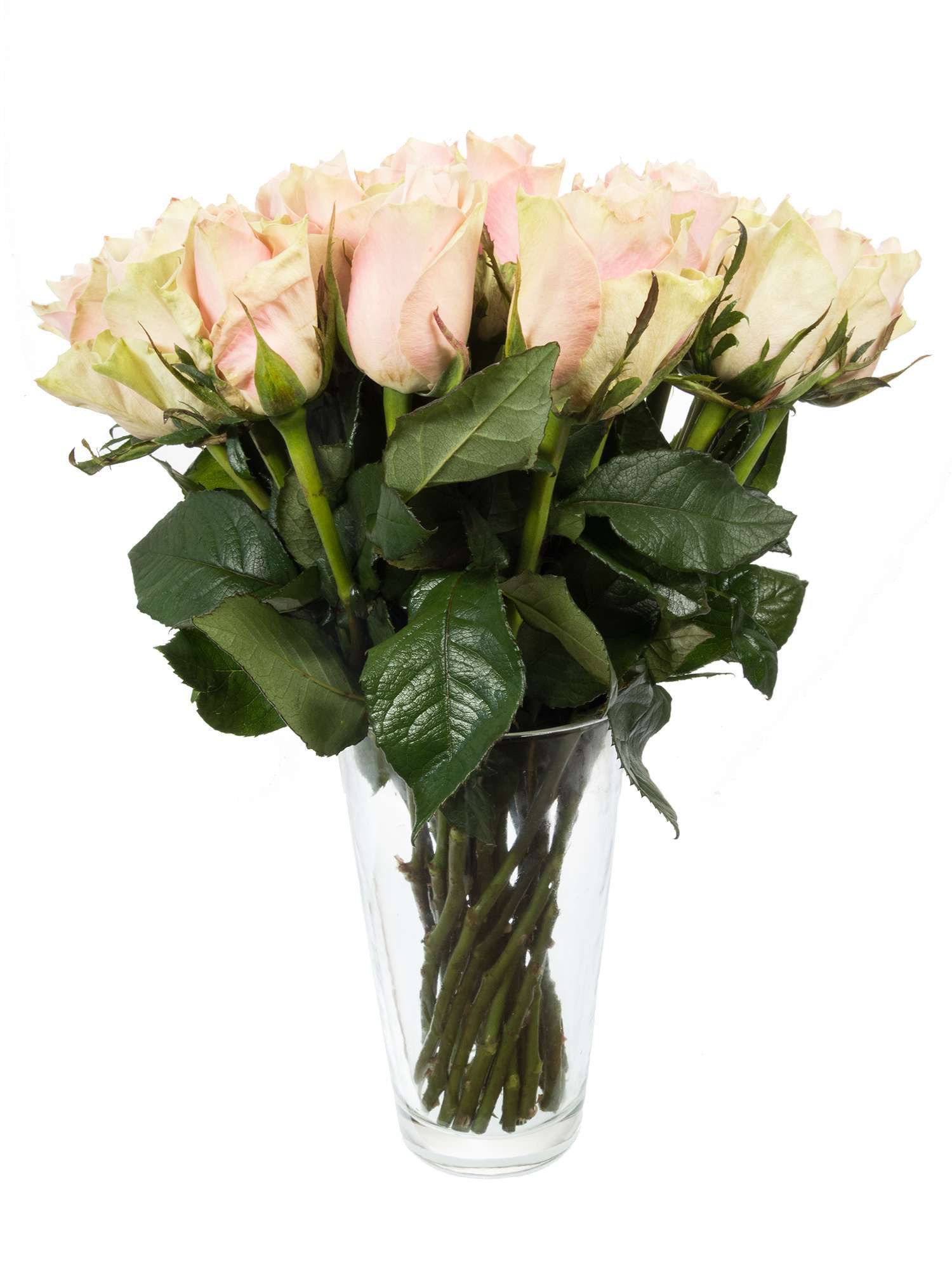 blumigo-rosen-pink-athena-rose-rosa-einzelstiel-frisch image 4