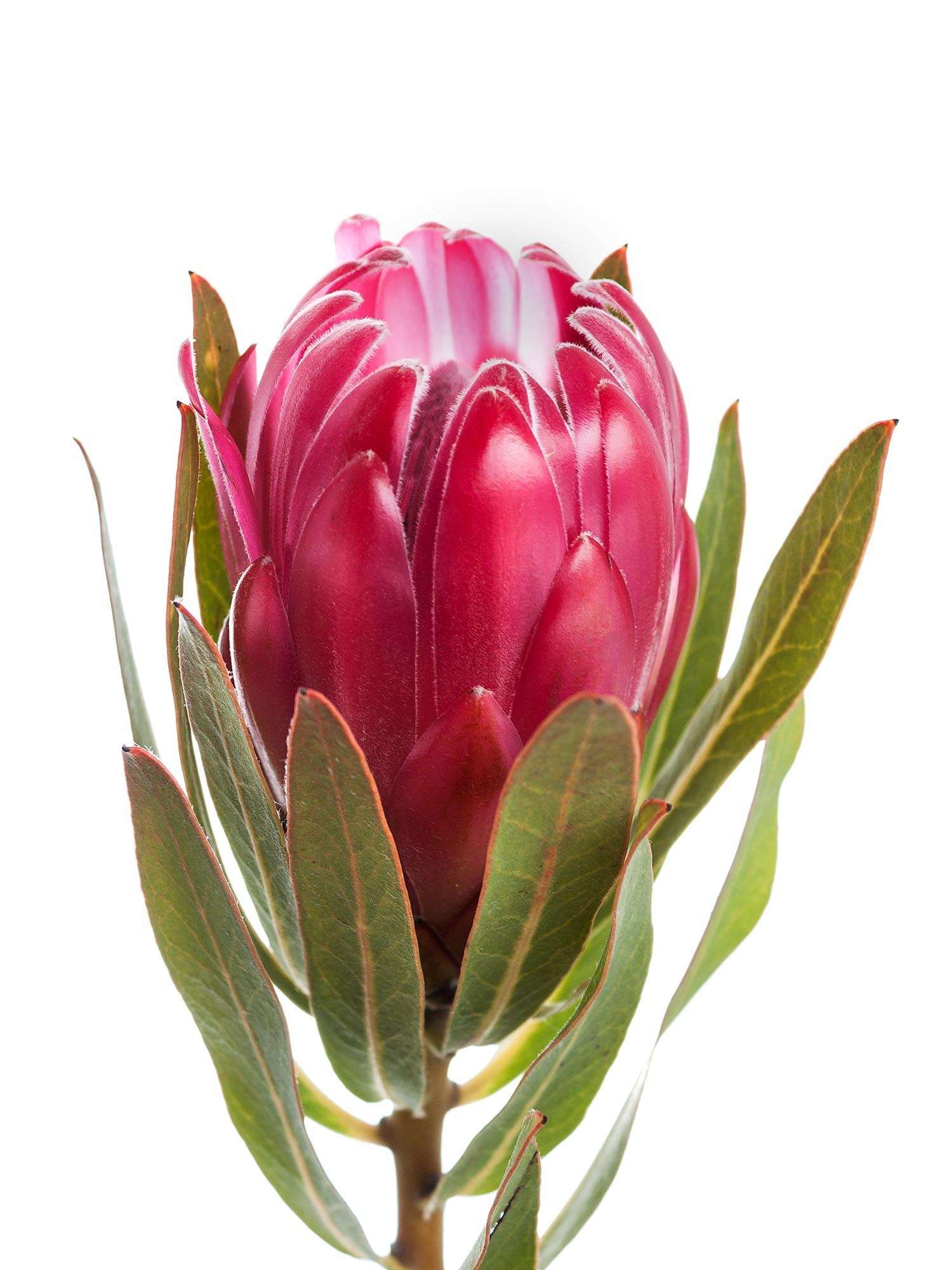 blumigo-proteen-brenda-protea-schnittblume-pink image 4