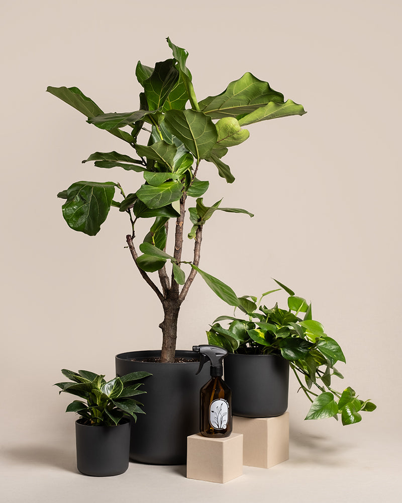 feey-urban-jungle-set-zimmerpflanzen-3er-ohne-bertopf image 6