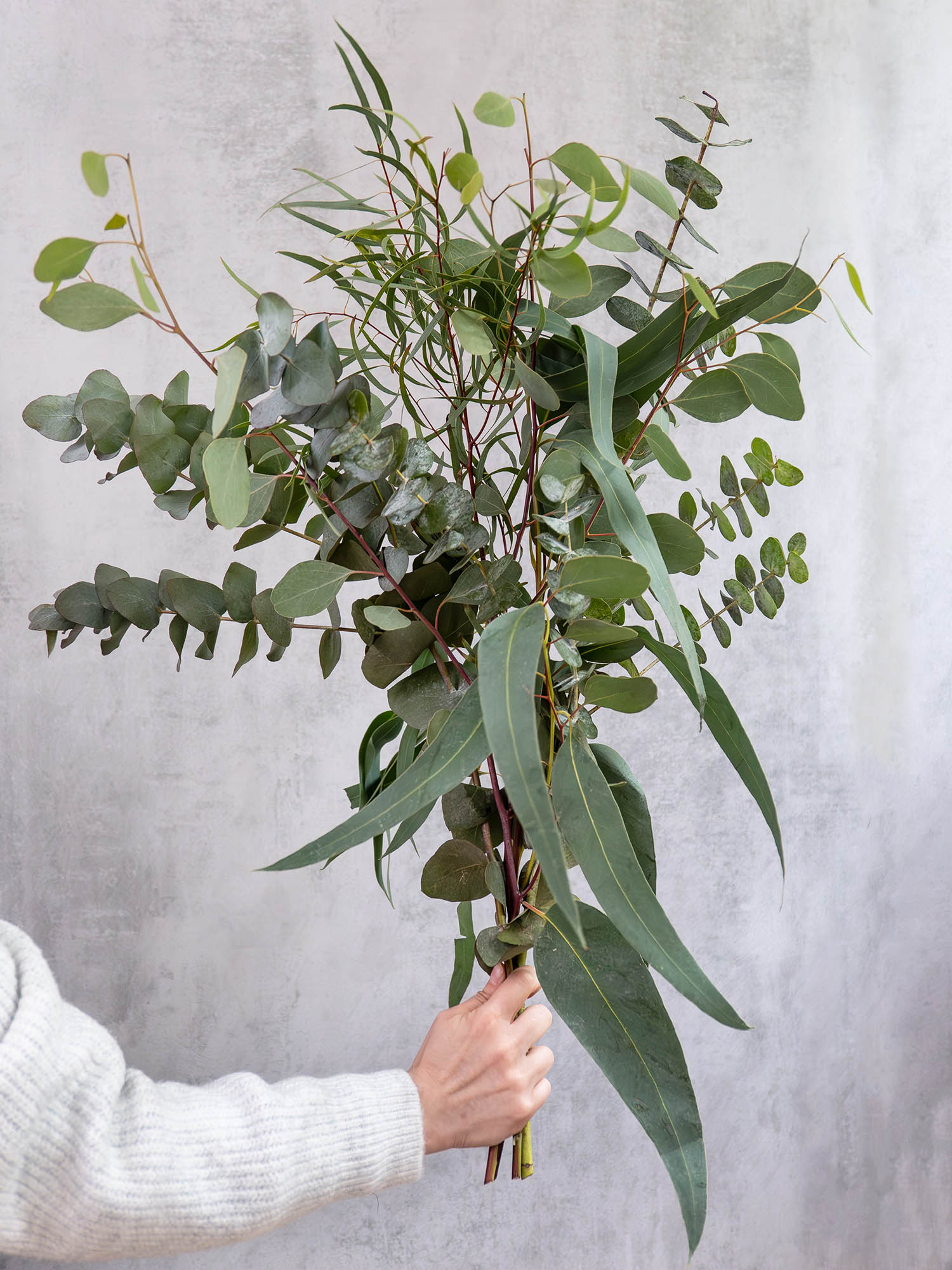 blumigo-eukalyptus-gemischt-schnittgr-n-im-bund image 2