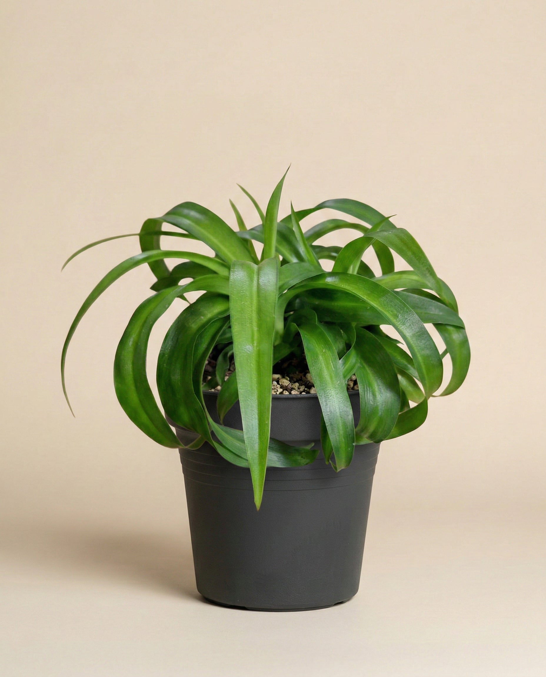 feey-variado-green-bonnie-gr-nlilie-tierfreundlich-ohne-topf image 3
