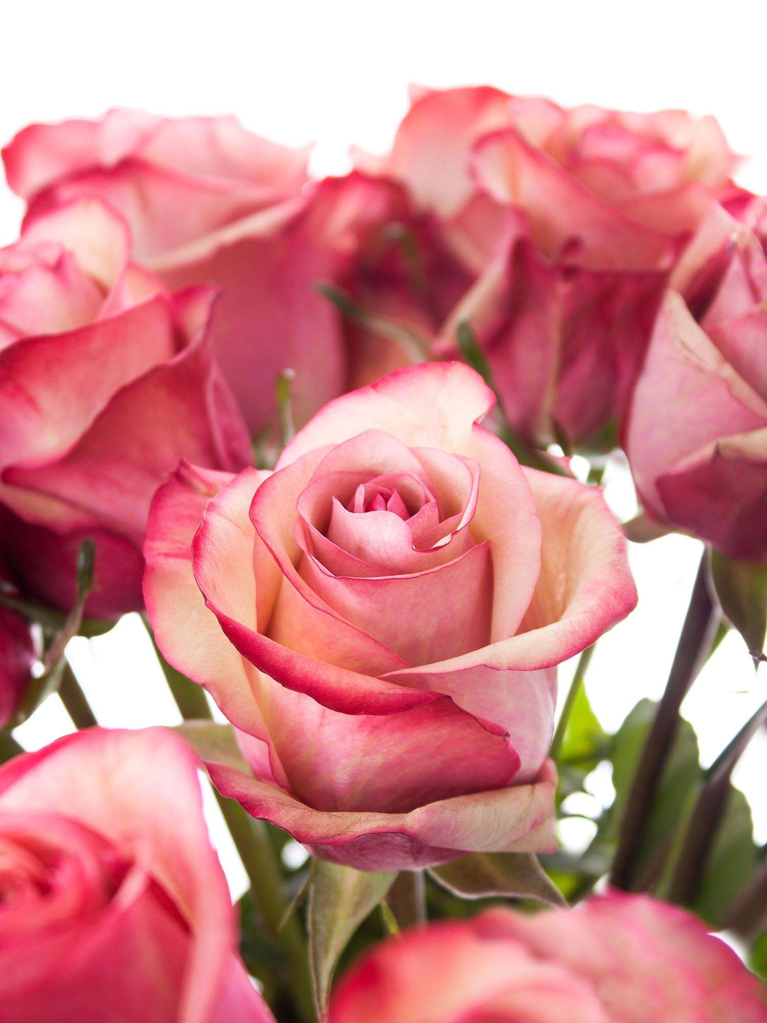 blumigo-vintage-rosen-pink-creme-schnittrose image 1