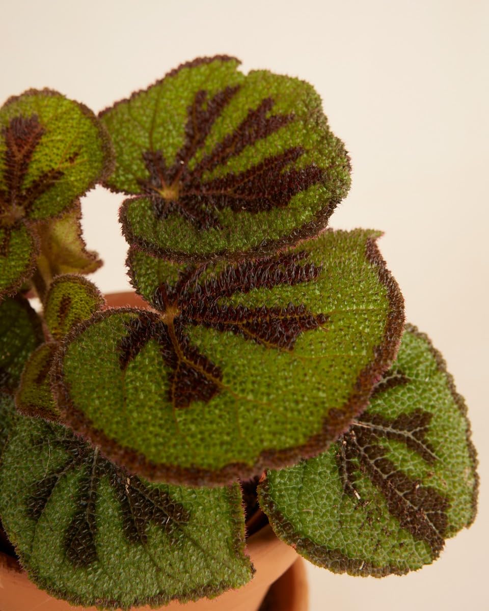 plnts-rareplnts-begonia-masoniana-zimmerpflanze-20-cm-eisenkreuz image 3