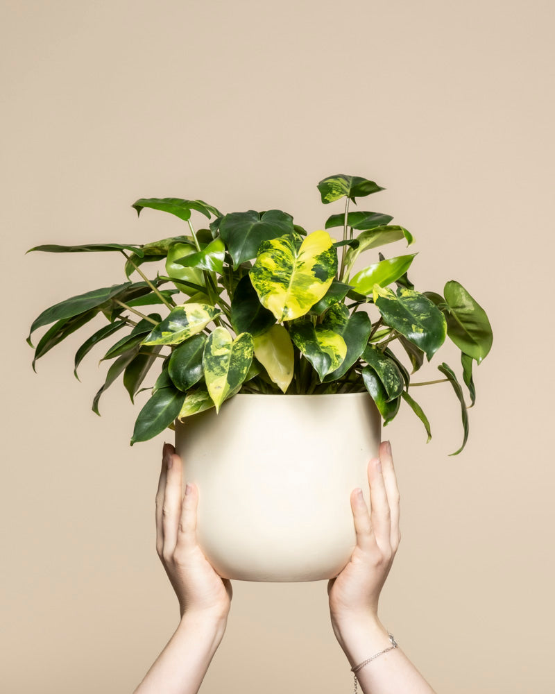 feey-variado-philodendron-burle-marx-zimmerpflanze-rarit-t image 1