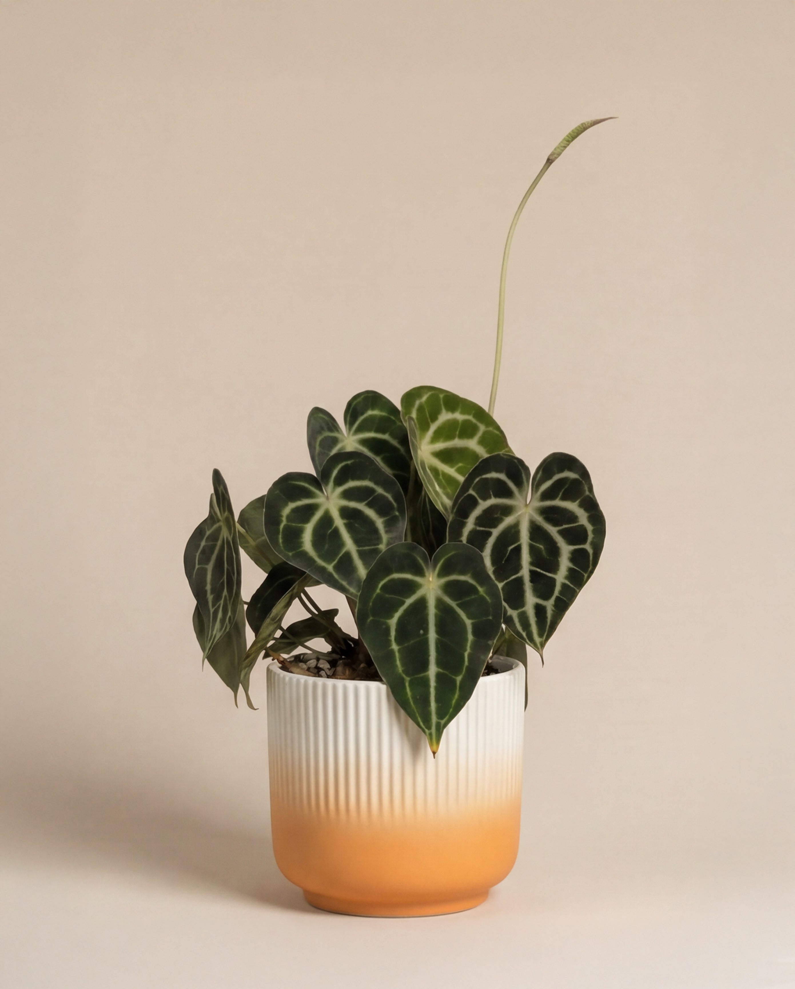 feey-variado-anthurium-clarinervium-zimmerpflanze-ohne-bertopf image 8