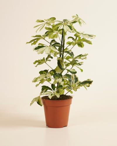plnts-rareplnts-schefflera-charlotte-13-cm-topf-40-cm image 8