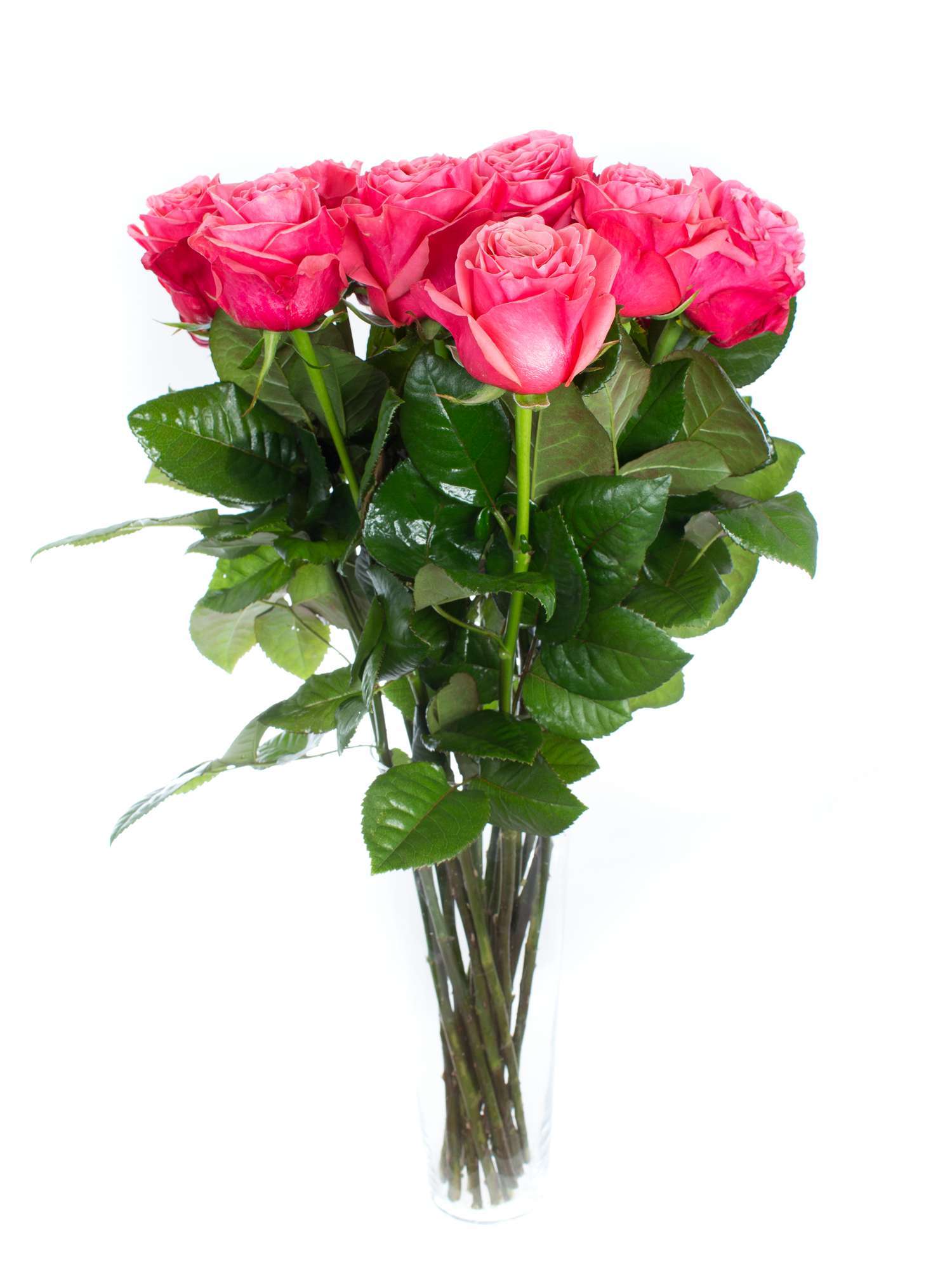 blumigo-bubblegum-rosen-pink-schnittblumen-frisch-rosa image 2