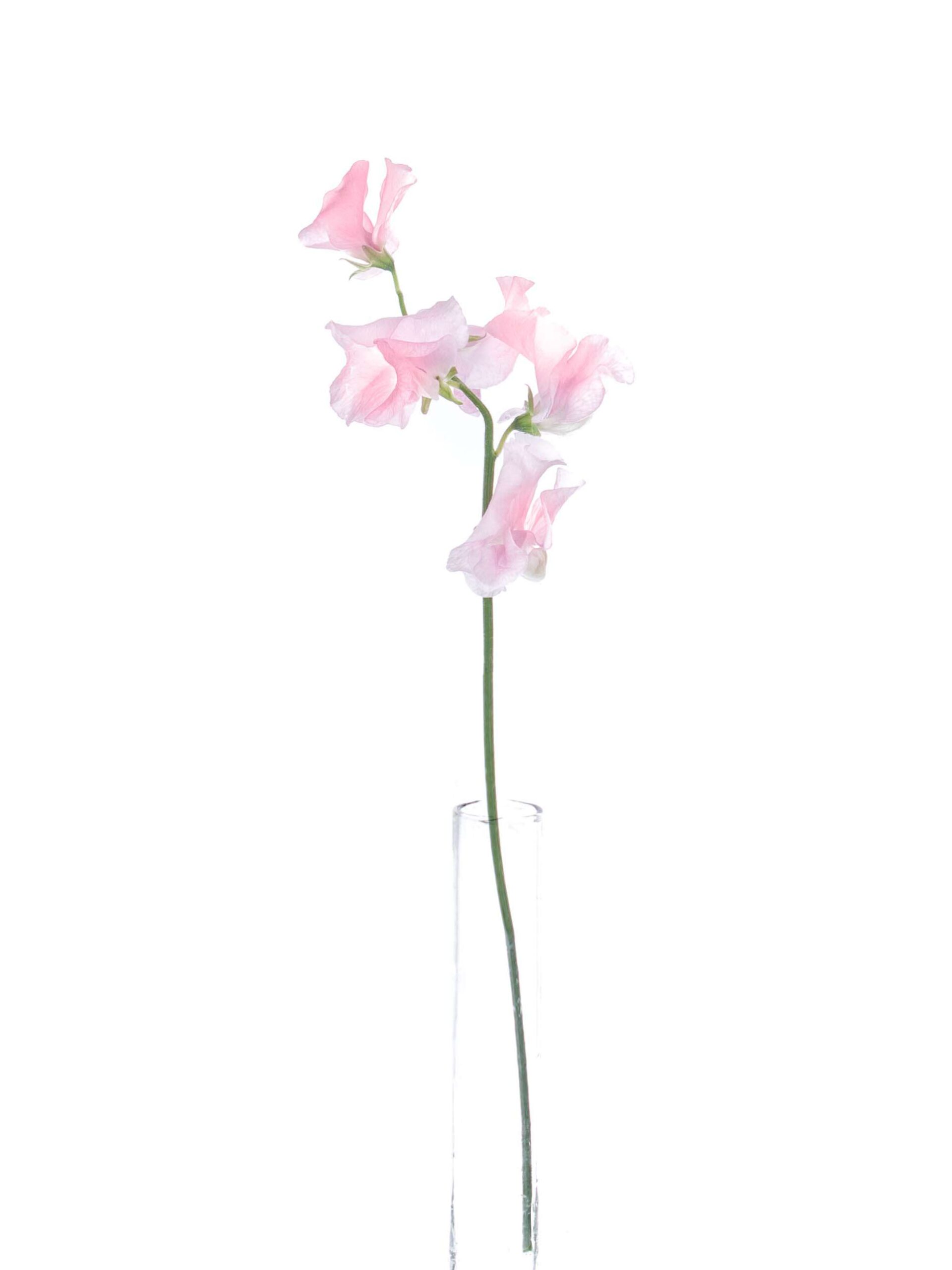 blumigo-rosen-wicken-sunshine-rose-rosa image 4