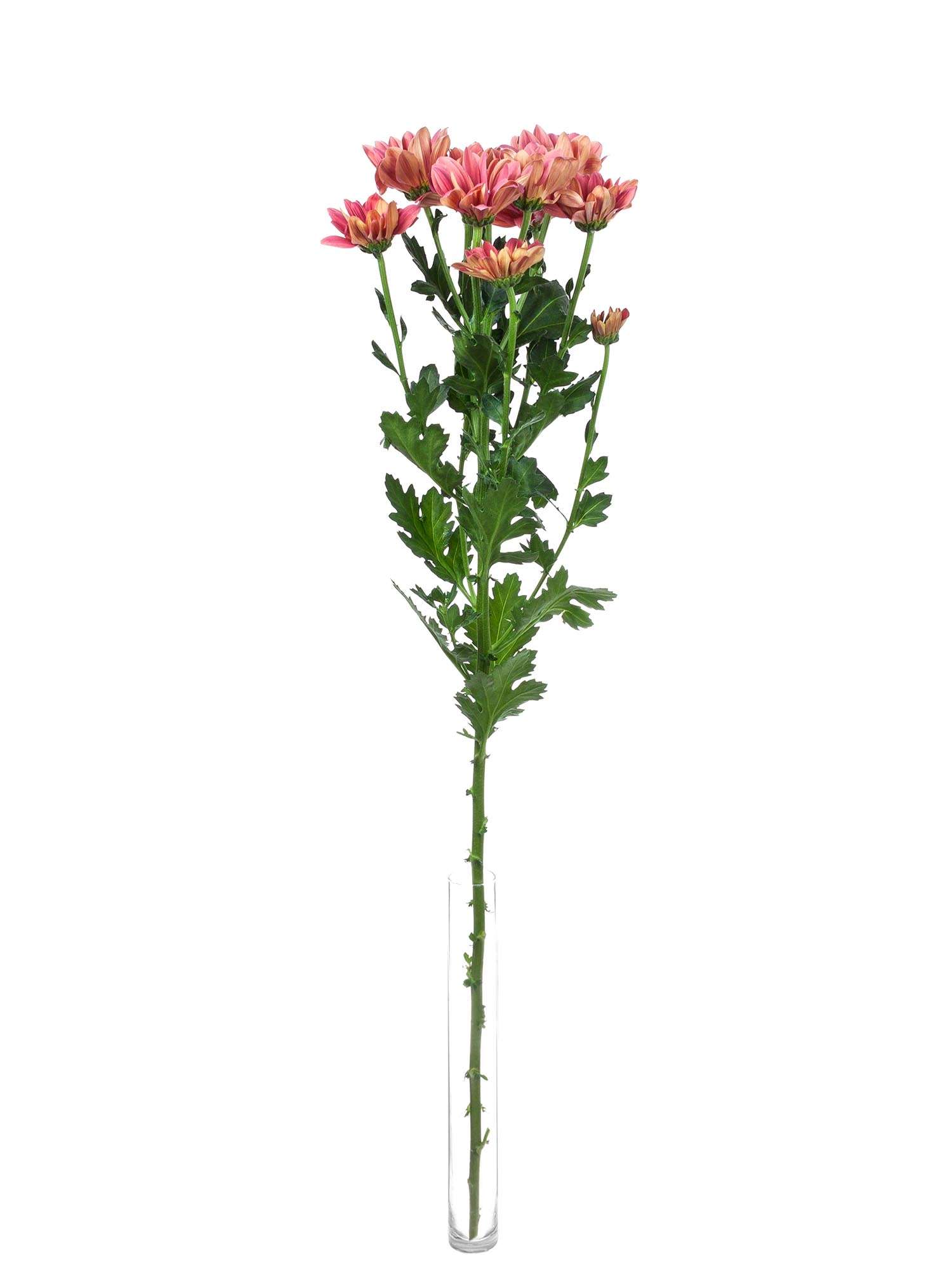 blumigo-chrysanthemen-grand-cherry-schnittblume-korall-creme image 3