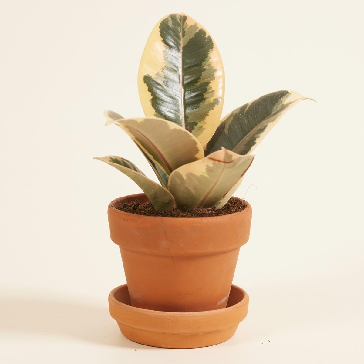 plnts-babyplnts-ficus-tineke-gummibaum-6cm-topf-15cm image 6