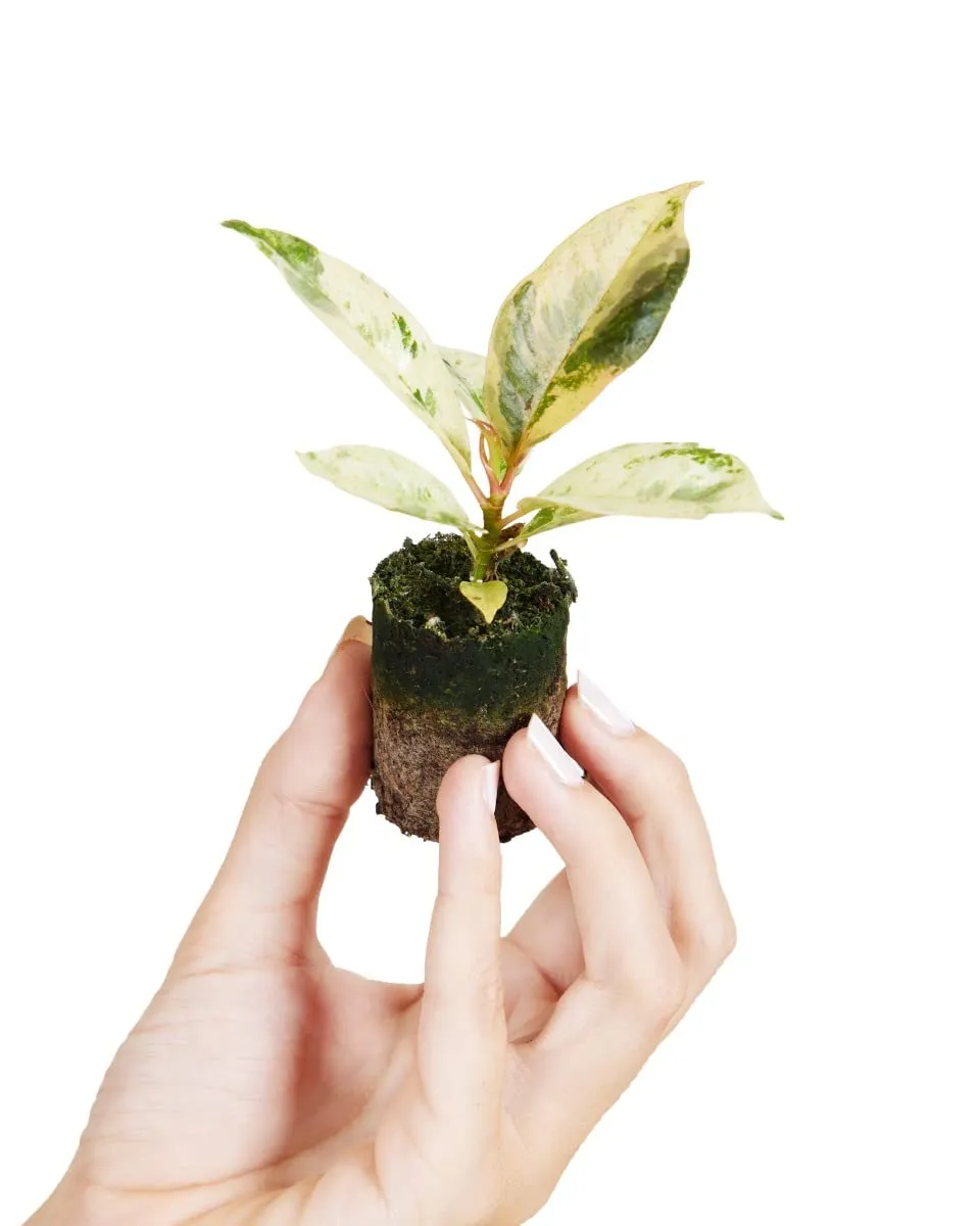 plnts-babyplnts-ficus-shivereana-moonshine-zimmerpflanze-6cm image 1