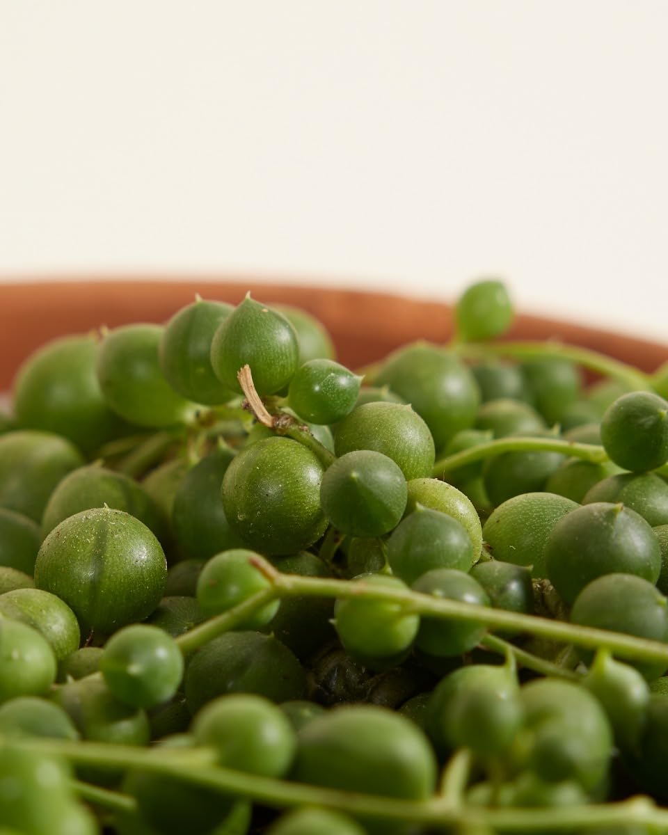 plnts-rareplnts-senecio-rowleyanus-h-ngepflanze-20cm-perlenschnur image 5