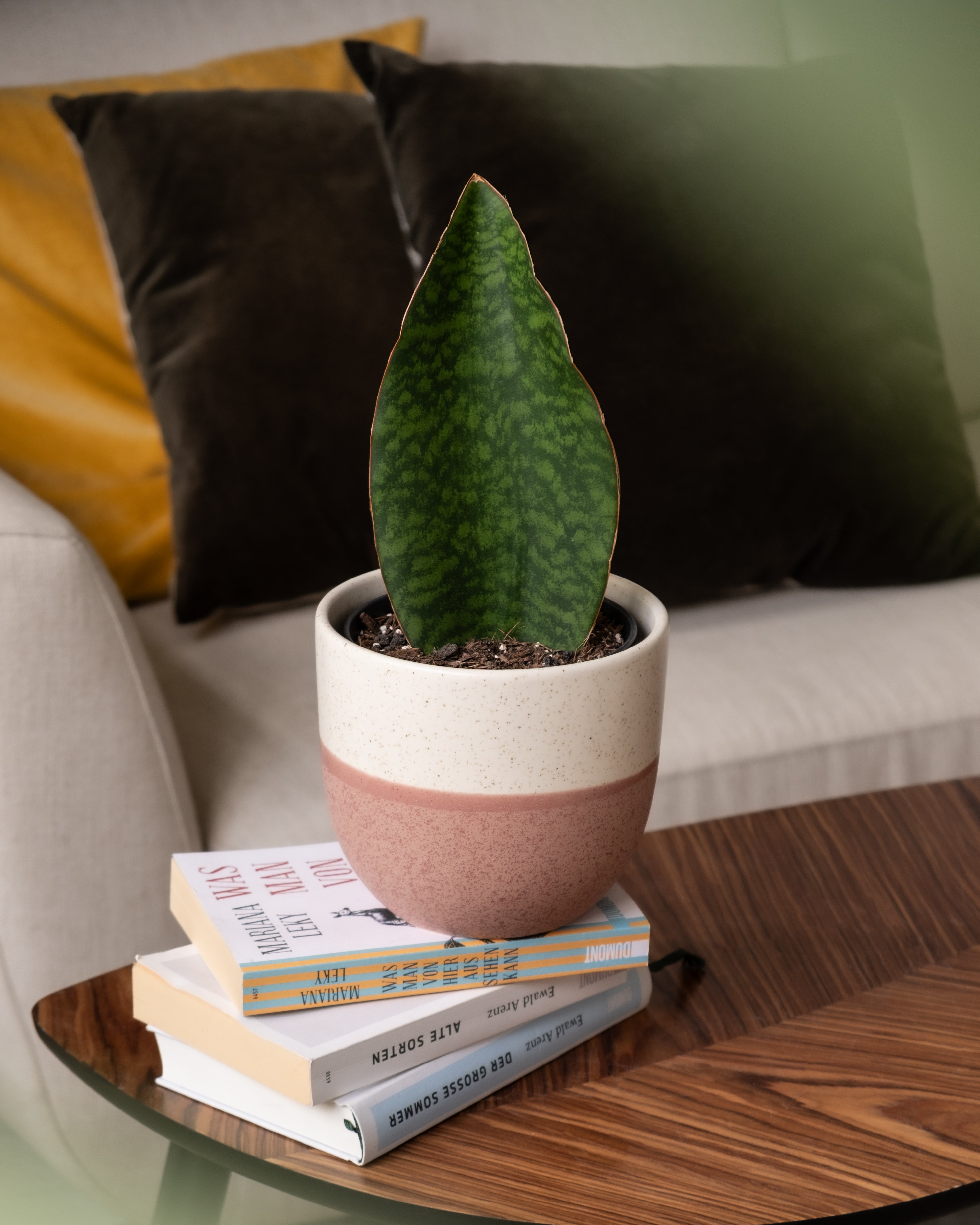 feey-variado-sansevieria-victoria-zimmerpflanze-15-25-cm image 4