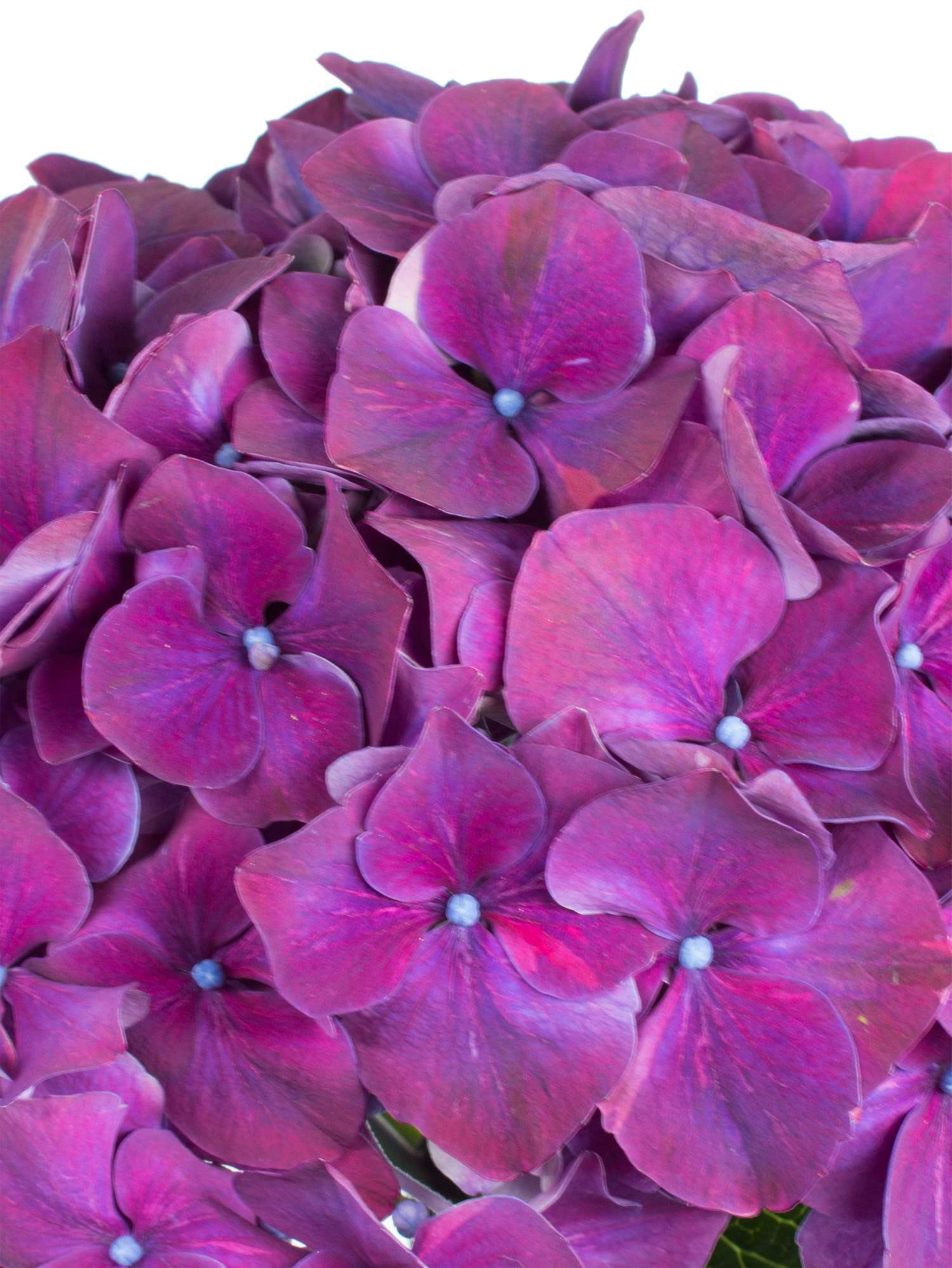 blumigo-hortensien-magical-rubyred-schnittblume-lila image 3