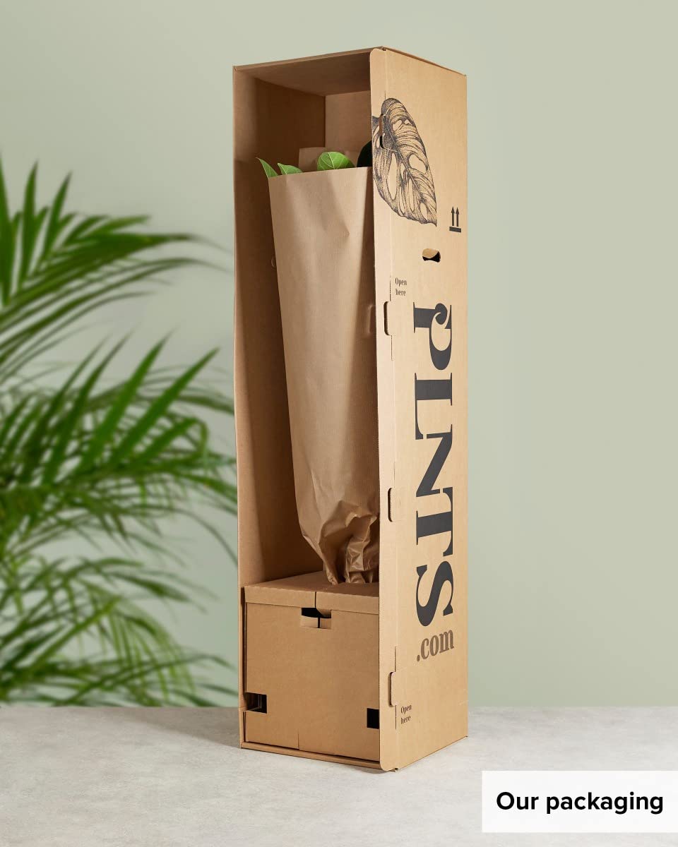 plnts-rareplnts-alocasia-portodora-zimmerpflanze-70-cm-gr-n image 8