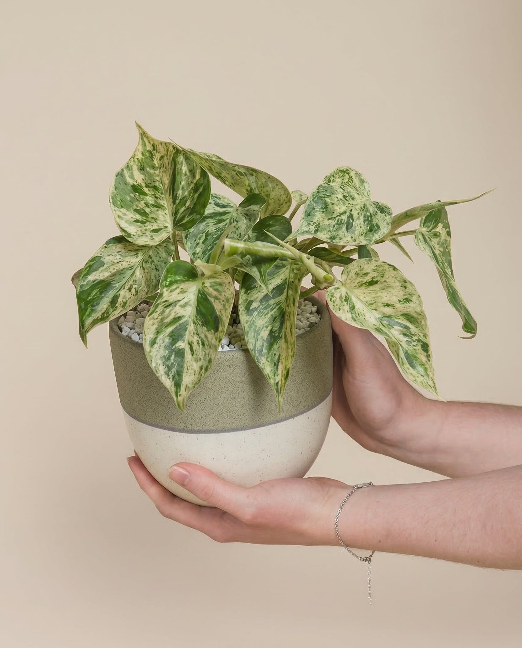 feey-variado-philodendron-oxycardium-variegata-zimmerpflanze-ohne-bertopf image 1