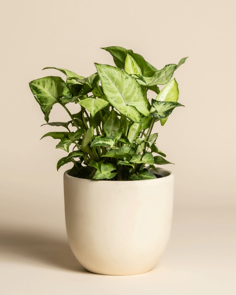 feey-variado-syngonium-pixie-zimmerpflanze-ohne-topf image 6