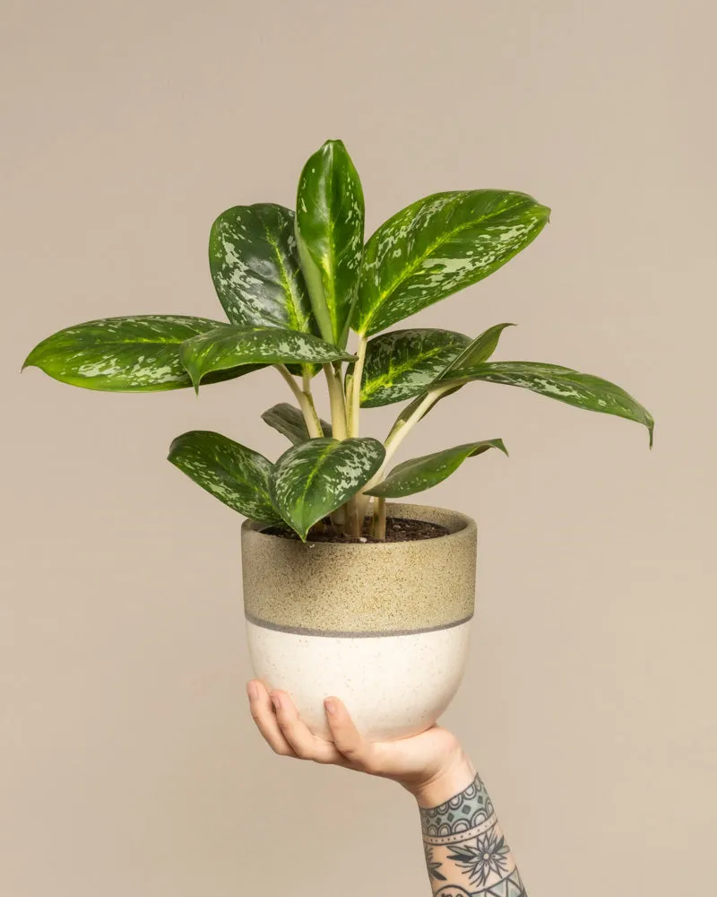 feey-variado-aglaonema-onyx-green-ohne-bertopf image 1