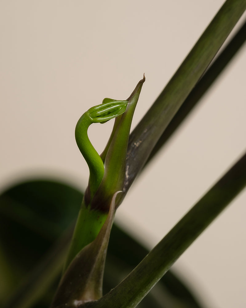 feey-variado-schefflera-amate-zimmerpflanze-gro image 7