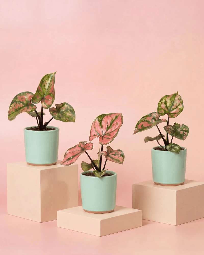 feey-variado-caladium-purple-light-zimmerpflanze-3er-set-bunt image 8