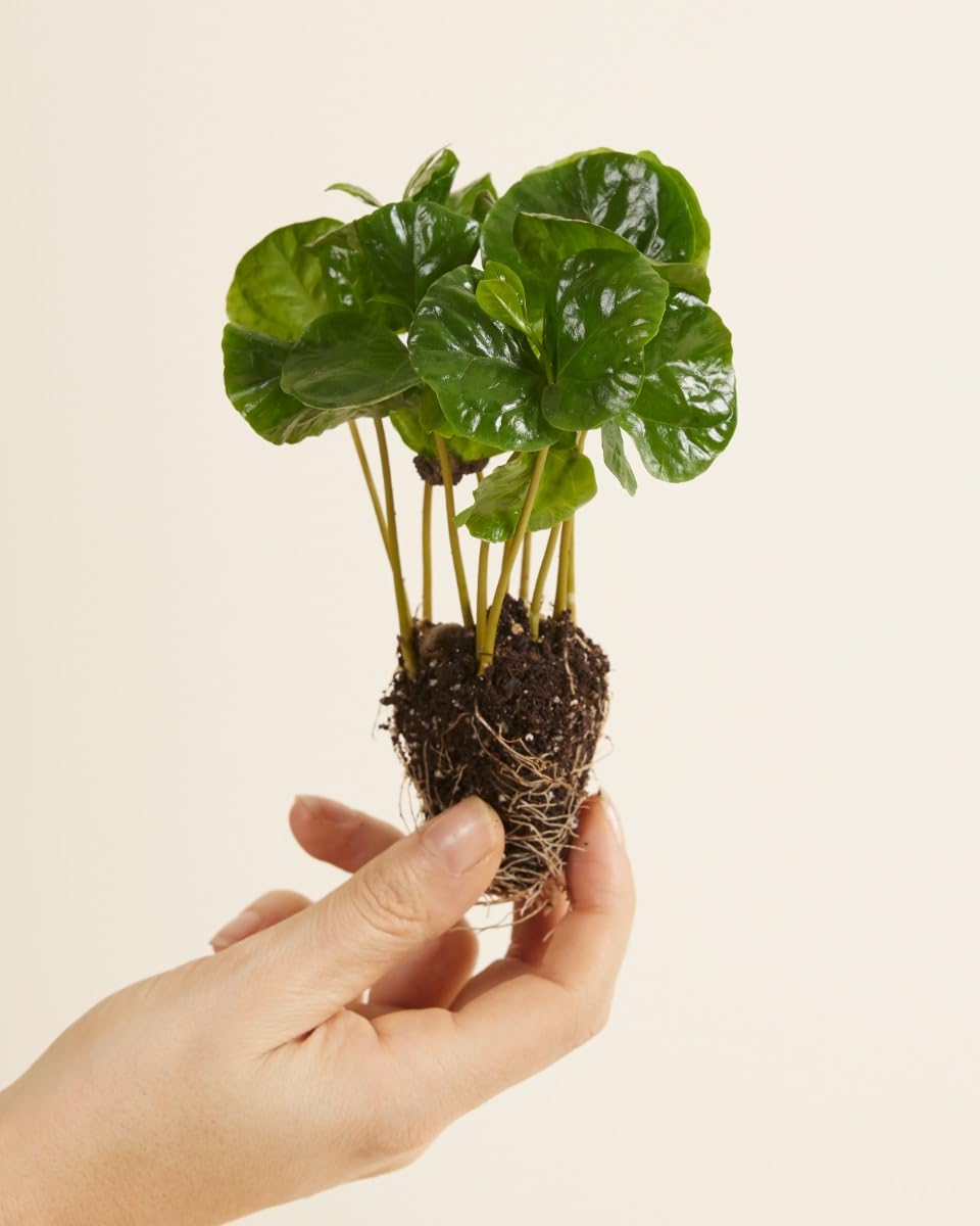 plnts-babyplnts-baby-coffea-arabica-zimmerpflanze-15-cm image 2