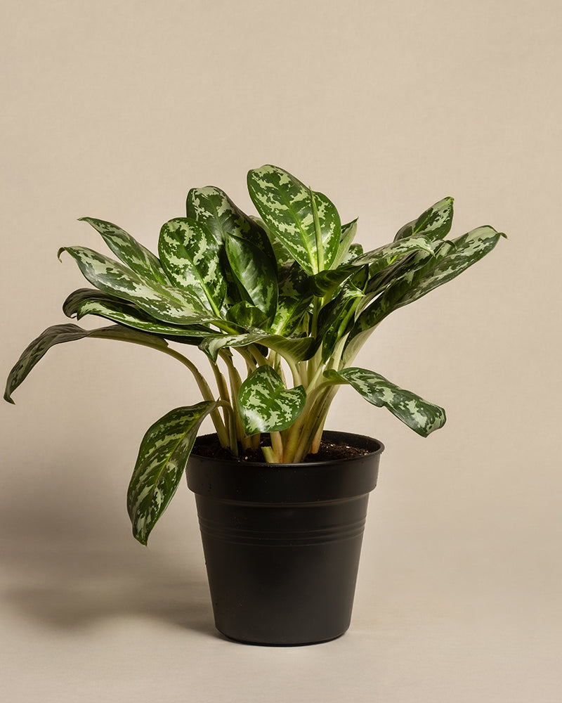 feey-variado-aglaonema-amazon-silver-zimmerpflanze-gross image 3