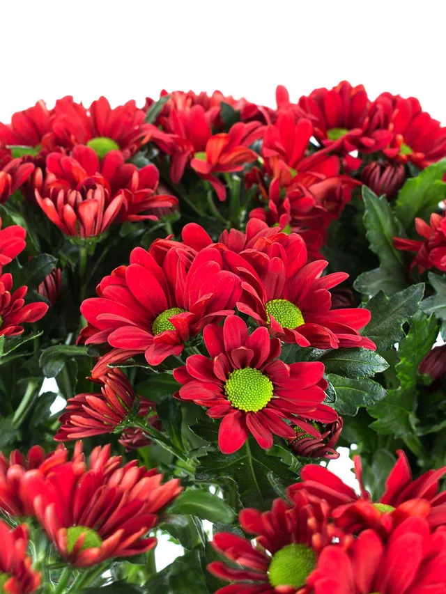 blumigo-chrysanthemen-merlot-schnittblumen-rot-verzweigt image 1