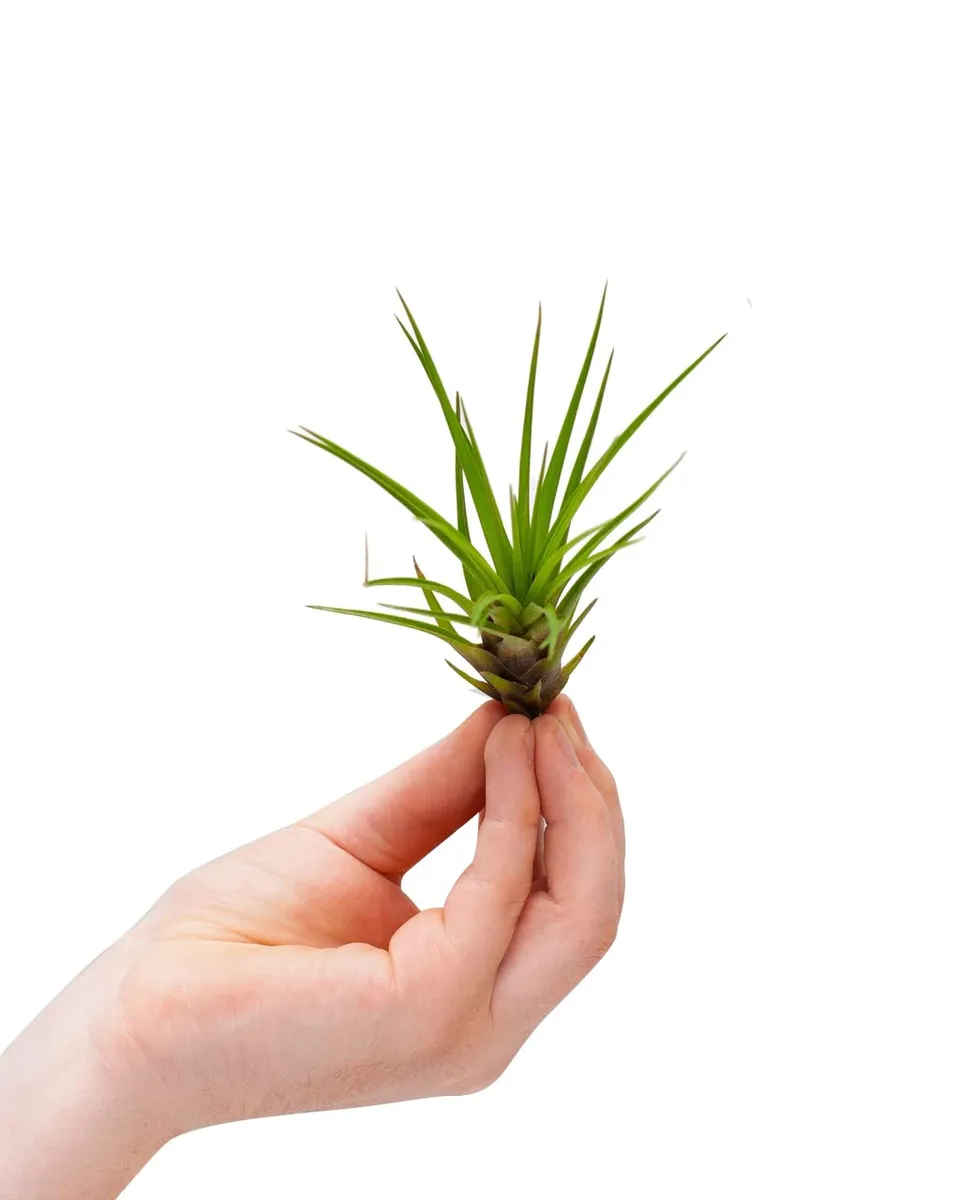 plnts-babyplnts-tillandsia-melanocrater-luftpflanze-10-cm image 1