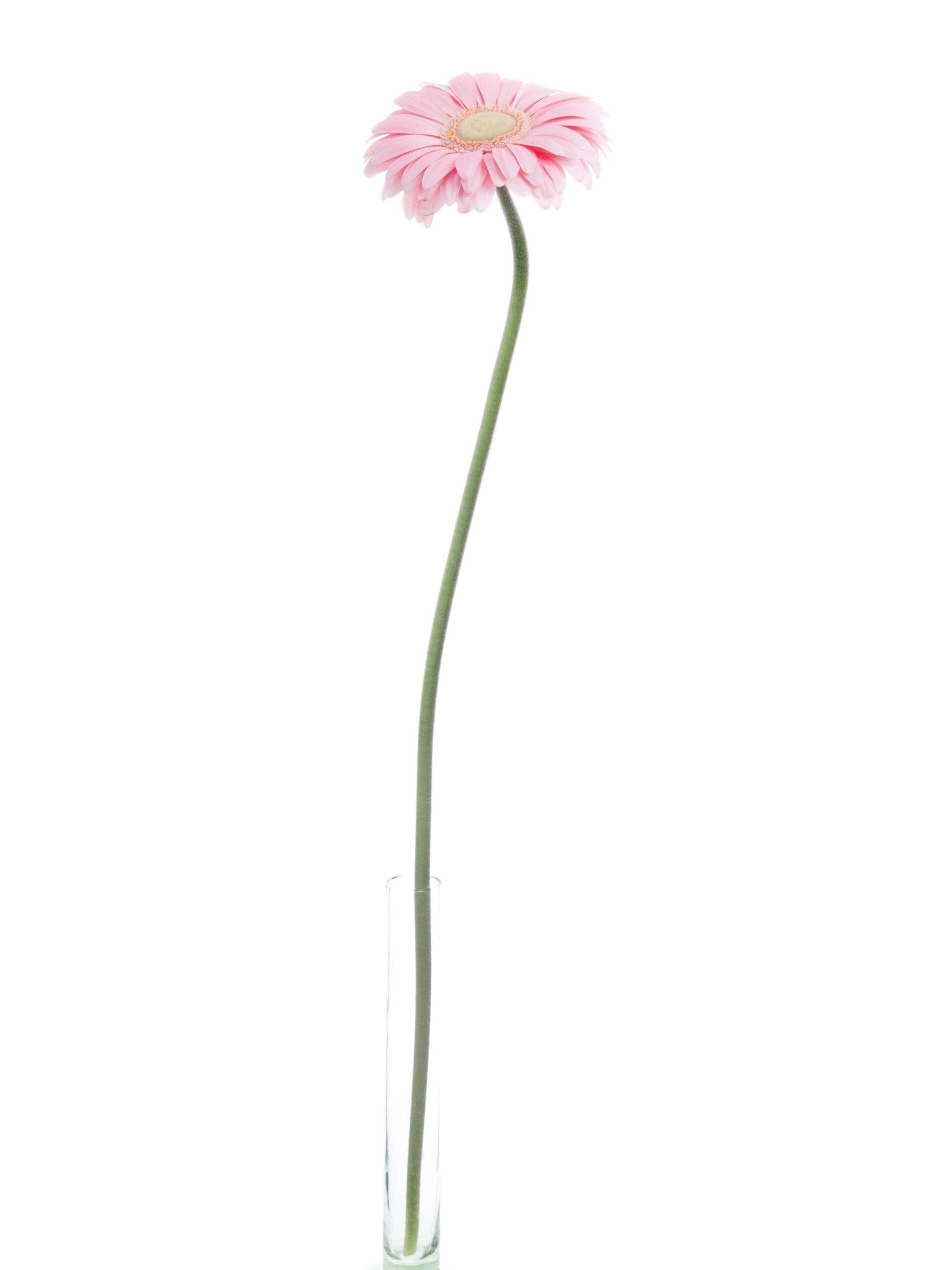 blumigo-gerbera-plot-schnittblume-rosa image 2