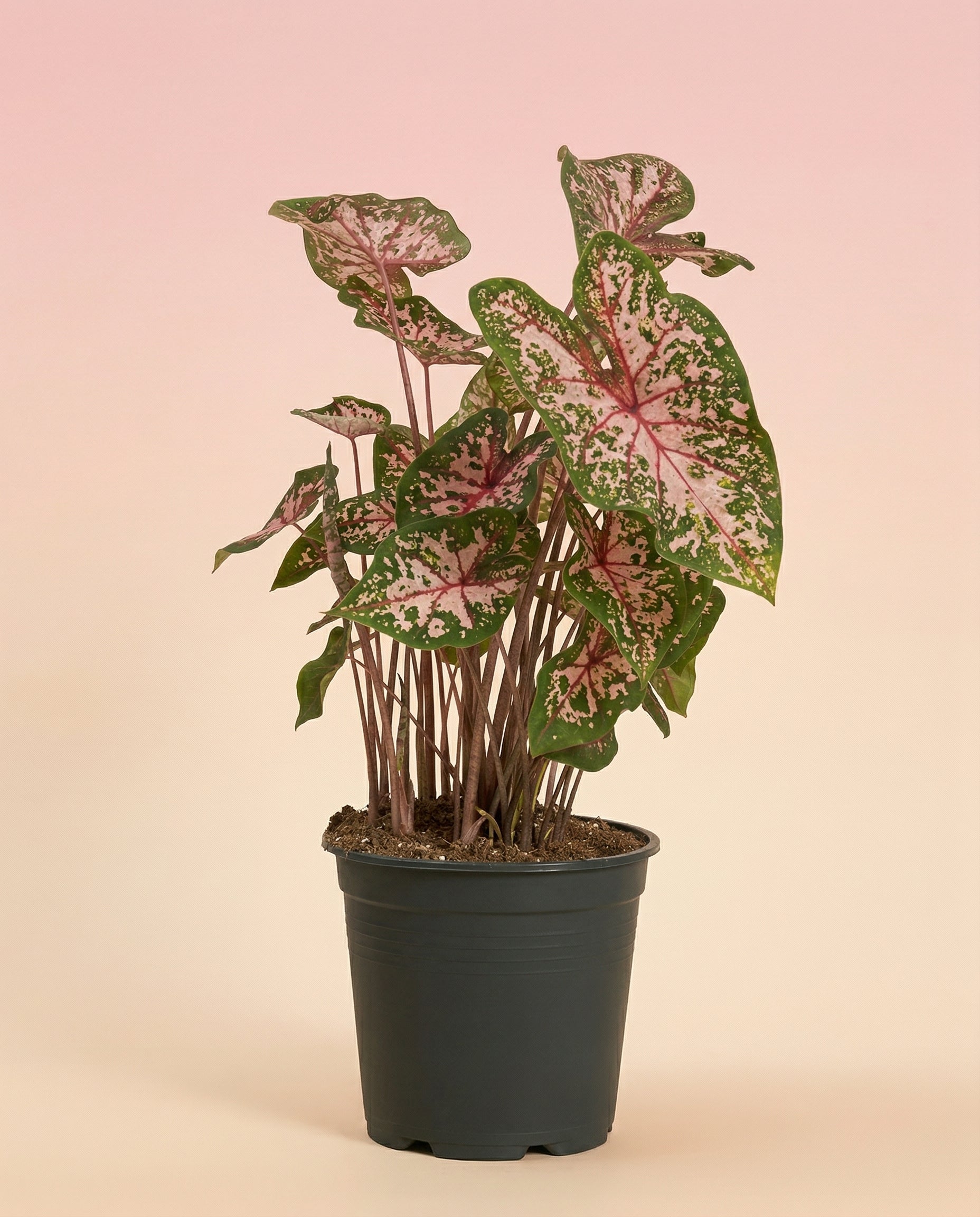 feey-variado-caladium-carolyn-whorton-zimmerpflanze-bunt image 3