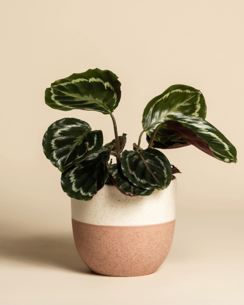 feey-variado-calathea-roseopicta-zimmerpflanze-klein image 5