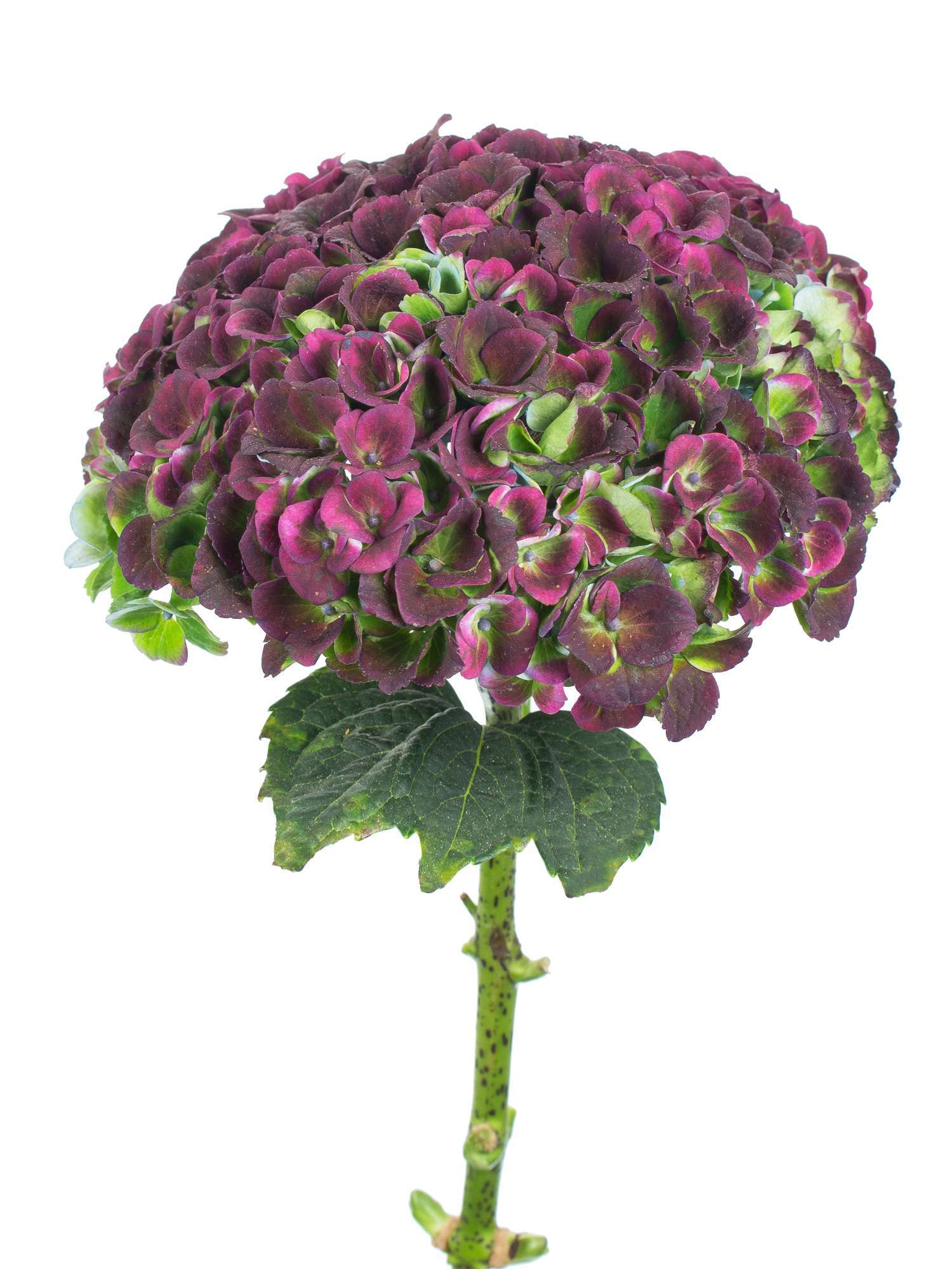 blumigo-revolution-classic-hortensie-aubergine-gr-n-blume image 1