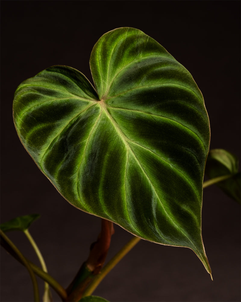 feey-variado-philodendron-verrucosum-babypflanze-6cm image 7
